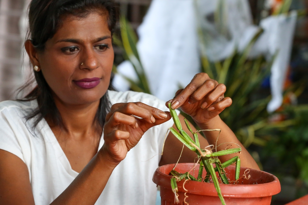 Janani Doraisamy carefully harvests the pirandai plant to make toviyal and pickles. — Picture by Choo Choy May .