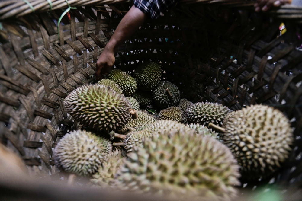 A file photograph shows durian fruits at an orchard in Balik Pulau, Penang. — Picture by Sayuti Zainudin