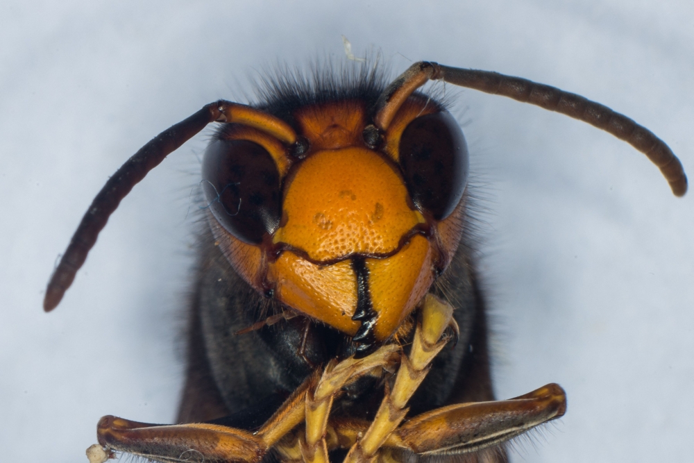 A photo shows the head of a Asian Hornet (Vespa Velutina) on September 30, 2014 at the Research Institute of Biology of the Insect in Tours, central France. A 61-year-old housewife died after a hornet sting at her home in Taman Semarak, Sungai Pasir yesterday.— AFP pic