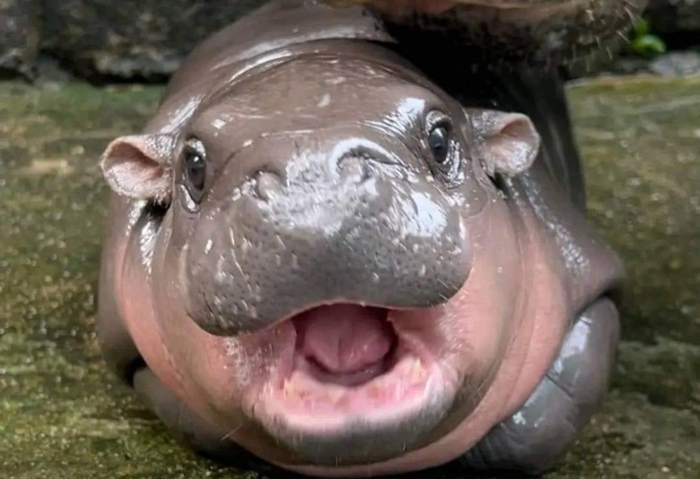 A file photograph shows baby pygmy hippo at the  Khao Kheow Open Zoo. — Picture from Twitter/KhaokheowZoo