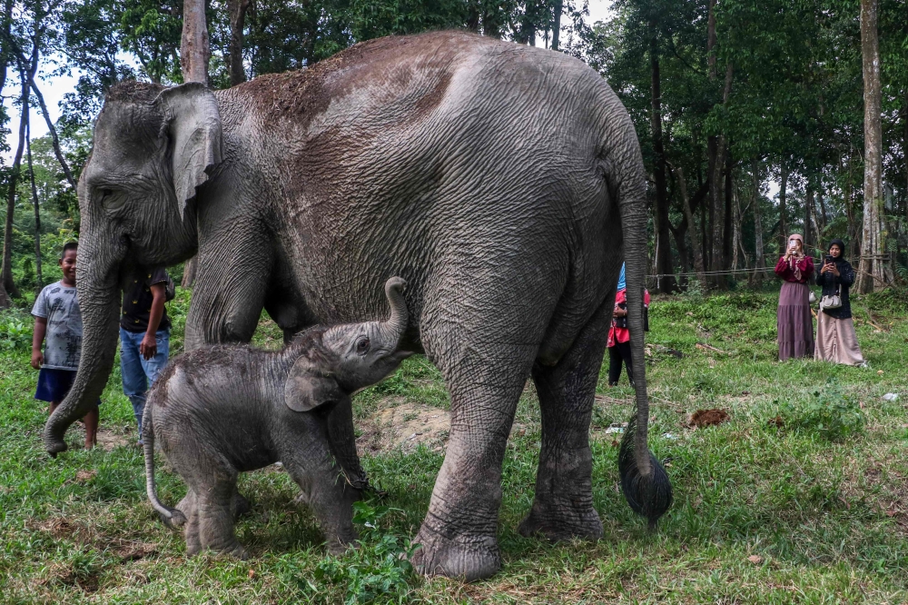 The yet-to-be-named female calf was born Monday at the Buluh Cina nature tourism park in Riau Province on the western island of Sumatra. — AFP pic