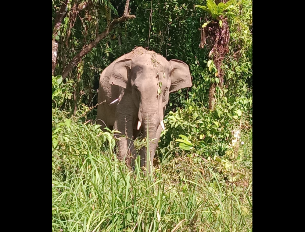 Kelantan Perhilitan director Mohamad Hafid Rohani said capturing-and-relocating wild elephants is not a long-term answer to the human-wildlife conflict. — Picture from Facebook/Jeli Kito