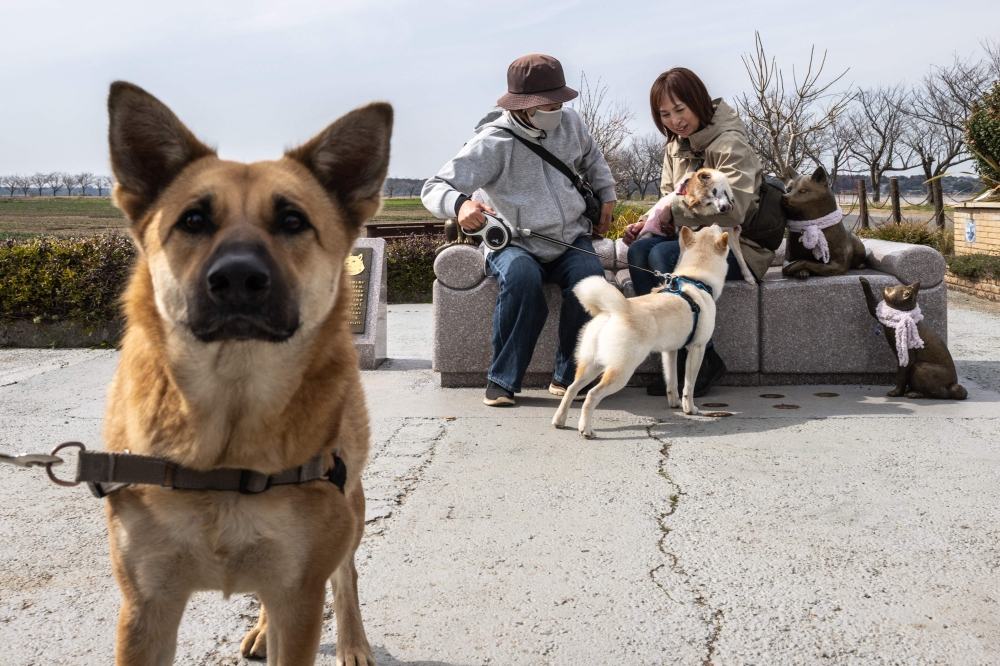 A file photograph shows a Japanese shiba inu dog near Tokyo, on March 19, 2024. — AFP pic