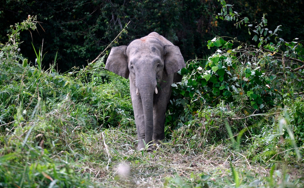 Following a spat of car collisions with elephants at the Gerik-Jeli East-West Highway, Perak Department of Wildlife and National Parks (Perhilitan) has urged road drivers to stay vigilant. — Reuters pic