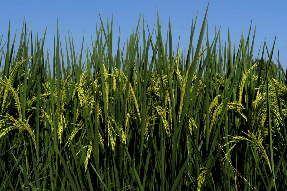 Higher stocks would allow the world’s biggest rice exporter to boost shipments without worrying about domestic supplies, which were limited last year and led New Delhi to restrict exports of all grades. — Reuters pic