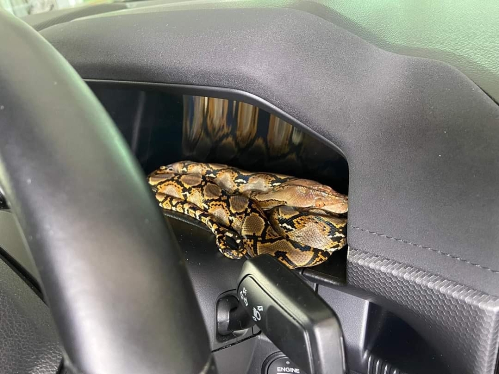 The python is seen coiled up on the pickup truck’s dashboard in Kampung Sungai Labu. — The Borneo Post pic