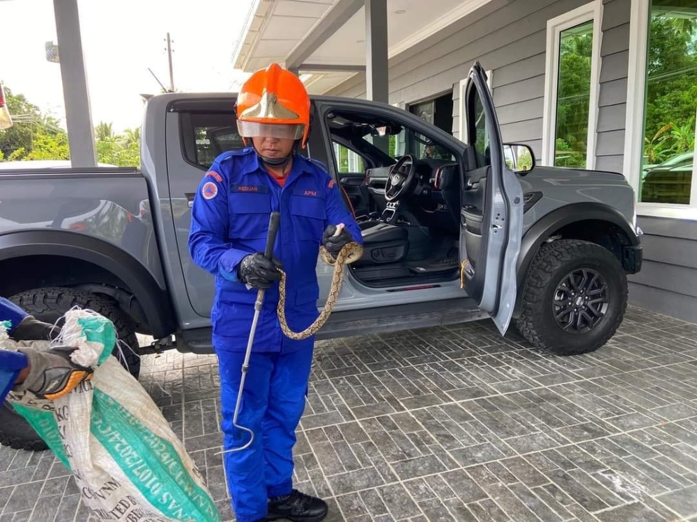 An APM personnel member handles the reptile safely. — The Borneo Post pic