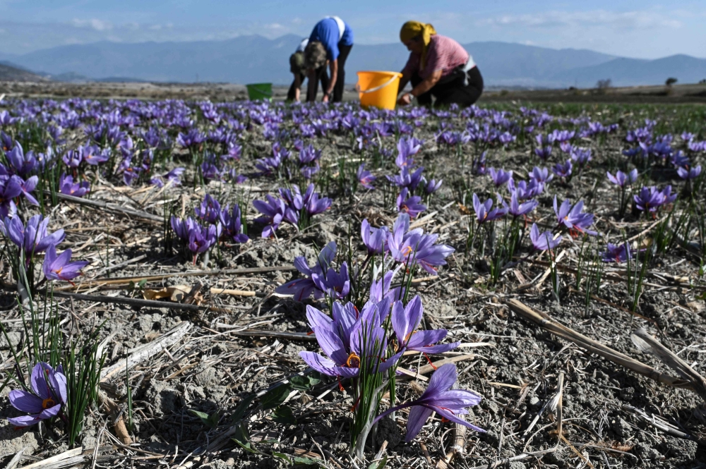 Farmers harvest blue-and-purple flower petals of saffron in a field of the village of Krokos, near Kozani, north-west Greece on November 1, 2024. Beneath the beautiful flowers, which can fetch five to nine euros ($5.45-9.8) for a single gram, the earth is cracked and parched after uncommonly long periods of drought. — AFP pic