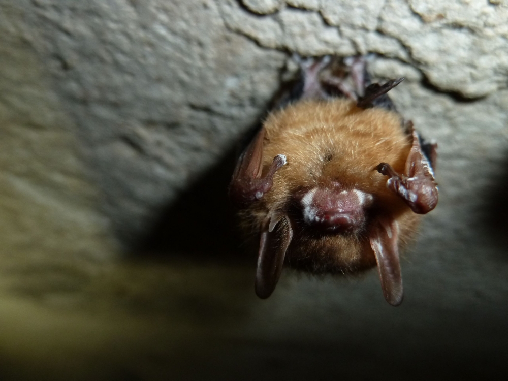 The United States and Canada are home to more than 40 bat species, with WNS affecting those that hibernate—although not all of them. — National Park Service via AFP pic