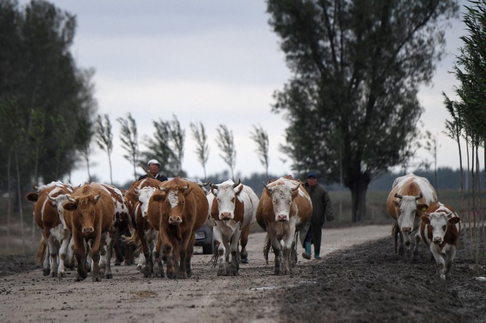 This photo taken on September 10, 2020 shows herders (back) looking after cows along a road in Tongliao, in China's northern Inner Mongolia region. China has expanded dairy production capacity and imported vast numbers of cattle in recent years as Beijing pursues food self-sufficiency. — AFP pic