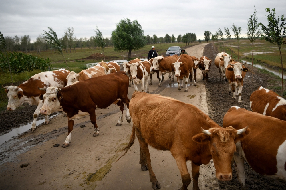 This photo taken on September 10, 2020 shows herders (back) looking after cows along a road in Tongliao, in China's northern Inner Mongolia region. — AFP pic