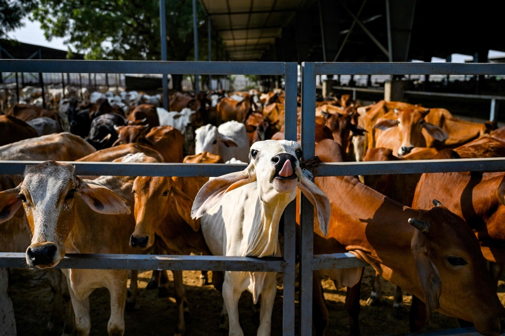 This photo taken on October 17, 2024 shows cows kept at a gaushala (cowshed) near the Barsana Biogas Plant, a compressed biogas (CBG) production facility in Barsana, in India’s northern state of Uttar Pradesh. In its constant quest for power to fuel its economic growth, the world’s most populous nation and third largest fossil fuel polluter, India has pushed biogas to help wean it off coal to achieve a much promised transition to carbon neutrality by 2070. — AFP pic