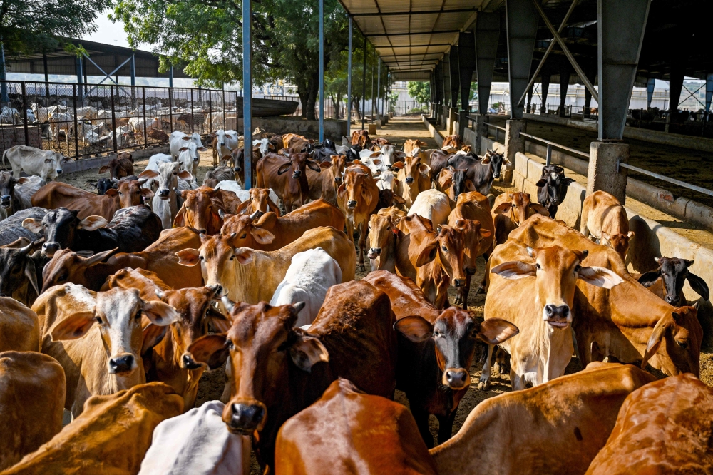 This photo taken on October 17, 2024 shows cows kept at a gaushala (cowshed) near the Barsana Biogas Plant, a compressed biogas (CBG) production facility in Barsana, in India's northern state of Uttar Pradesh. — AFP pic