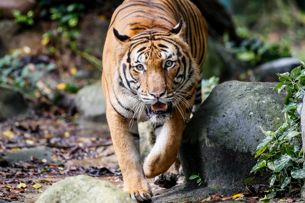 A Malayan tiger at Zoo Negara in Kuala Lumpur. An adult tiger in the wild crushed by a lorry on the Gerik-Jeli East-West Highway on November 9, 2024 is missing a number of body parts. — File picture by Hari Anggara.