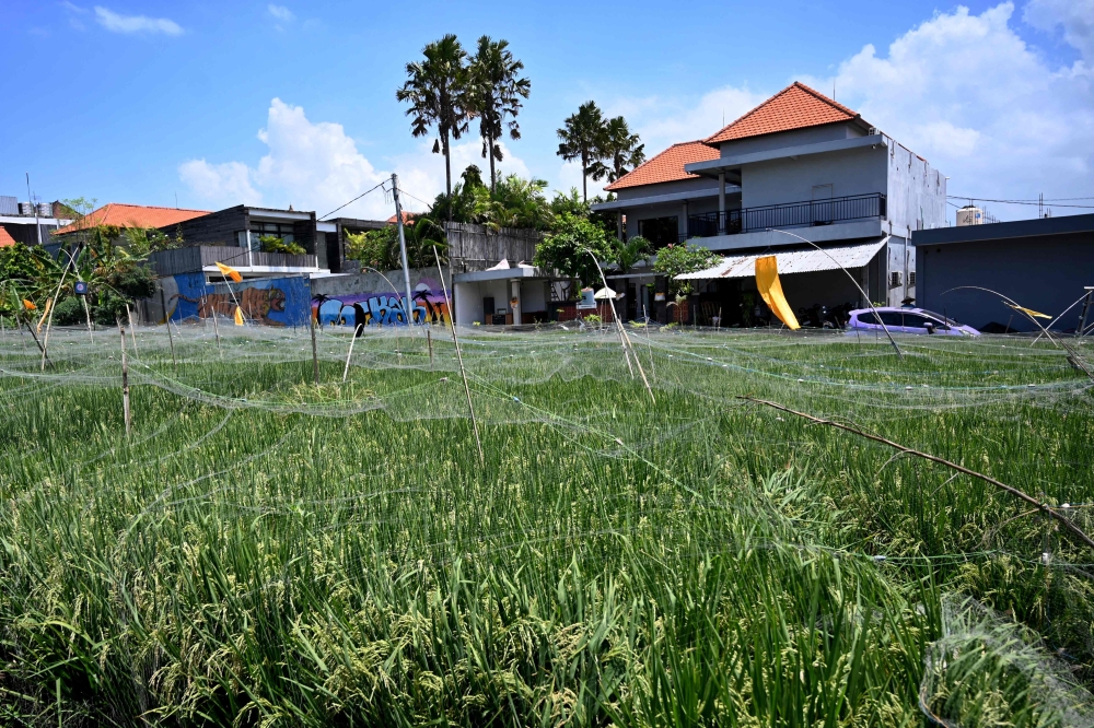 This photo taken on October 22, 2024 shows a villa under construction surrounded by rice fields in Canggu, Badung regency on Bali island. — AFP pic