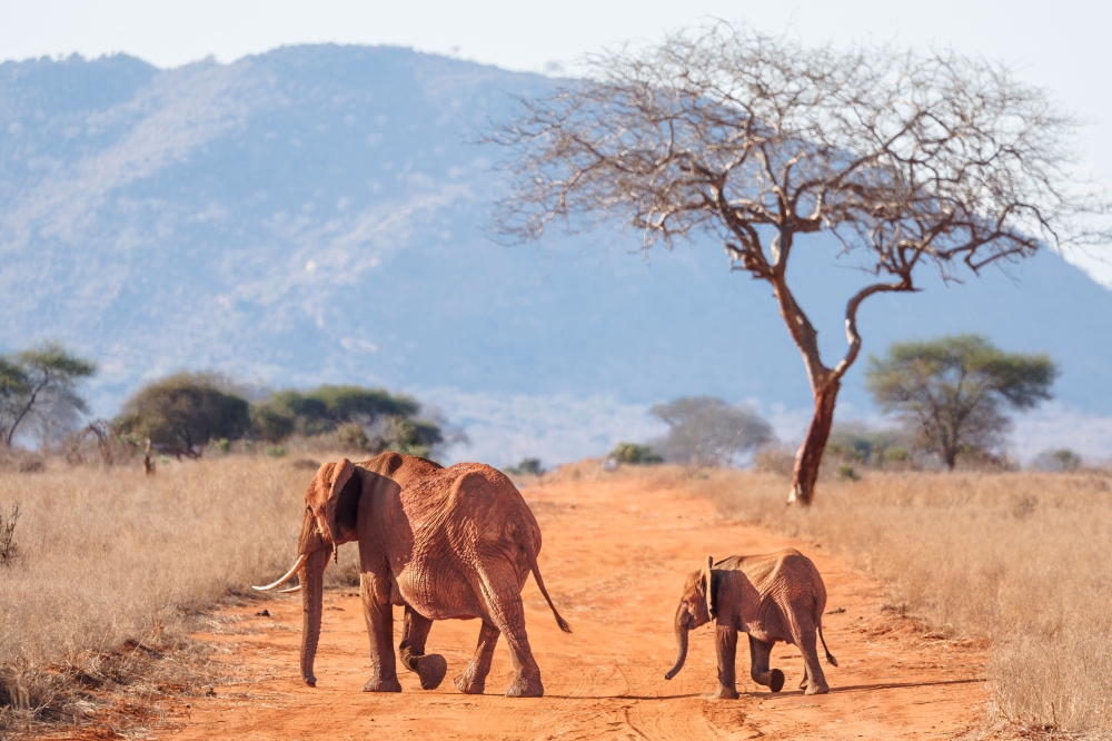 A young Elephant calf follows it's mother across a dirt road at the Ngutuni Wildlife Conservancy on the outskirts of Voi town in Taita Taventa County. — AFP pic