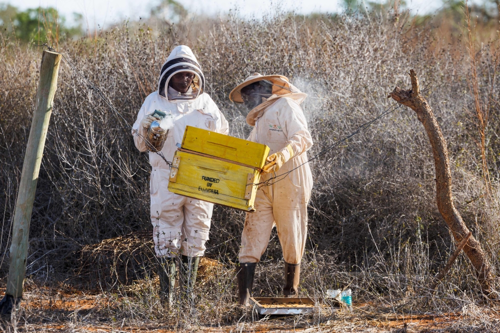 Mwanajuma Kibula (R), 48, is assisted by Loise Kawira (L), a Consultant Beekeeper and Trainer for research and conservation organisation, Save the Elephants  near Voi town in Taita Taventa County. — AFP pic