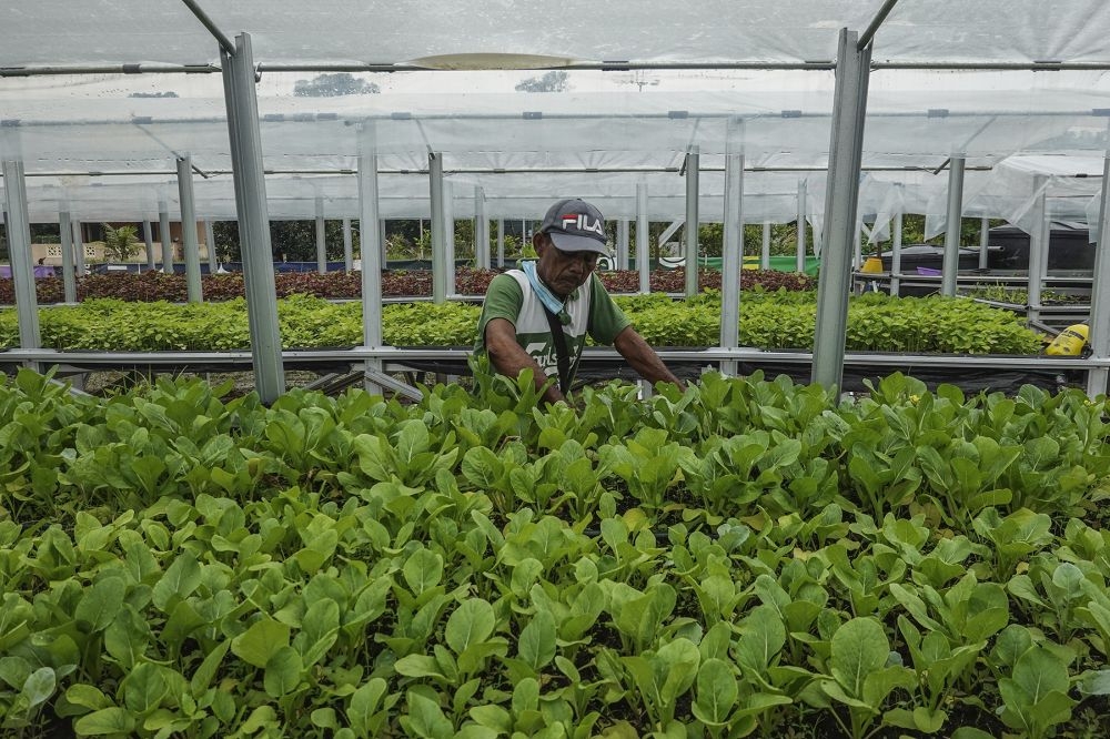 A farmer works at a vegetable farm in Meru on November 3, 2020. — Picture by Miera Zulyana