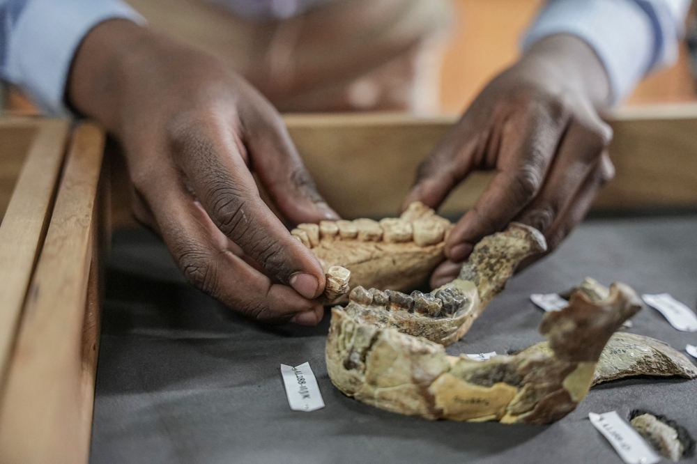 Fifty years after the discovery of Lucy in Ethiopia, the remarkable remains continue to yield theories and questions. In a non-descript room in the National Museum of Ethiopia, the 3.18-million-year-old bones are delicately removed from a safe and placed on a long table. The 52 bone fragments, amounting to some 40 percent of Lucy's skeleton, was, at the time, the most complete ever found, and revolutionised the understanding of our ancestors. — AFP pic