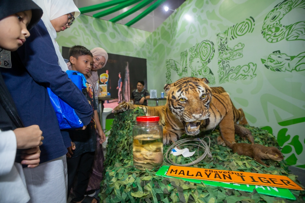 Visitors interact with a display promoting Malayan tiger conservation during the Two Years of Madani Government (2TM) Programme at the Kuala Lumpur Convention Centre. November 22, 2024 — Picture by Raymond Manuel