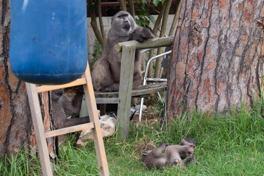 A group of Chacma baboons (Papio ursinus) relax in the garden of a home in a suburban neighbourhood of Da Game Park near Simon's Town outside of Cape Town on October 31, 2024. — AFP pic