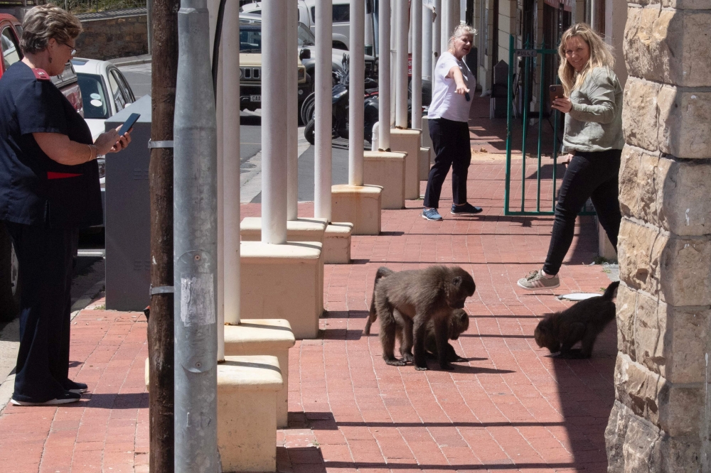 People watch as a group of baboons move on the pavement in the main shopping street of Simon's Town outside of Cape Town on October 31, 2024. — AFP pic