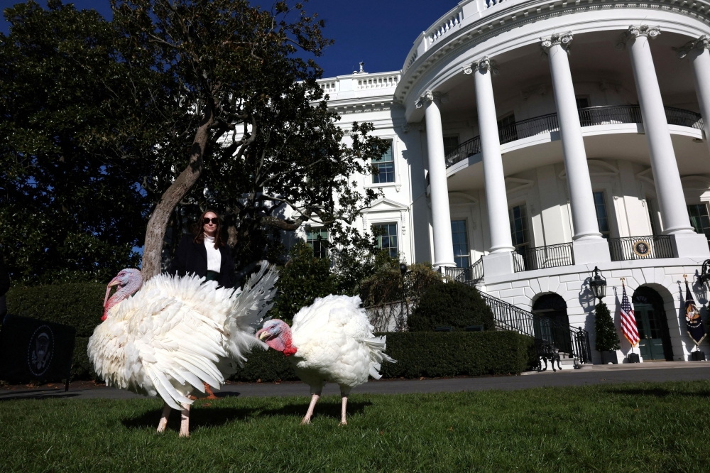 The National Thanksgiving Turkeys Blossom and Peach roam the South Lawn ahead of their pardoning by US President Joe Biden during the annual ceremony on the South Lawn at the White House in Washington November 25, 2024. — Reuters pic  