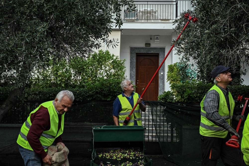 Municipality employees harvest olives from trees planted on the sidewalks in Glyfada, south of Athens November 21, 2024. — AFP pic