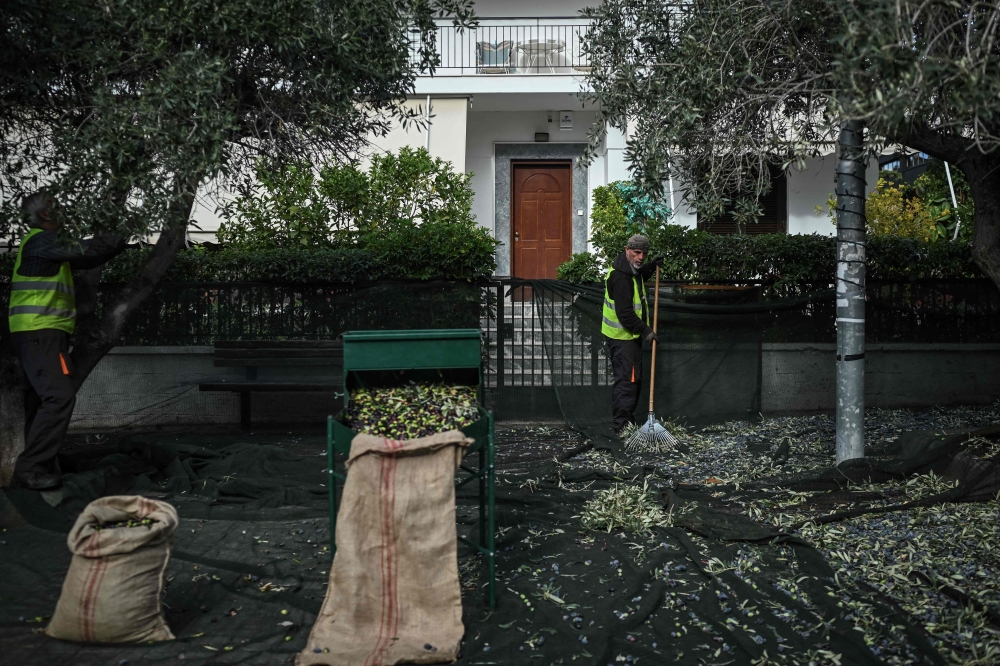 Municipality employees harvest olives from trees planted on the sidewalks in Glyfada, south of Athens November 21, 2024. — AFP pic