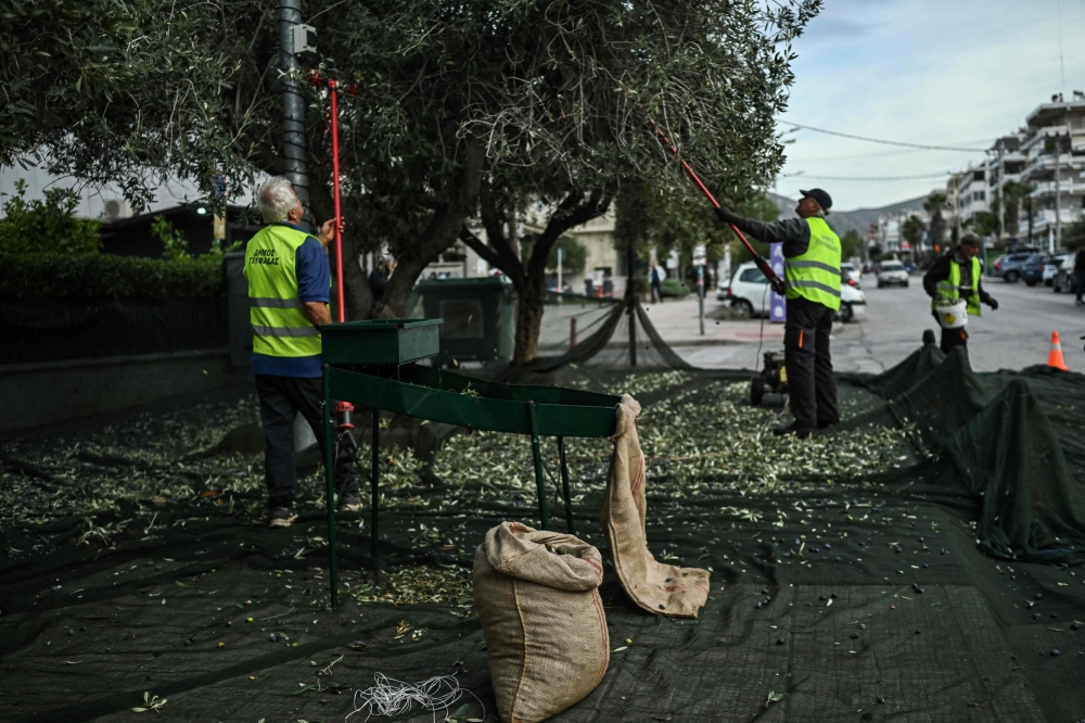 Municipality employees harvest olives from trees planted on the sidewalks in Glyfada, south of Athens November 21, 2024. — AFP pic