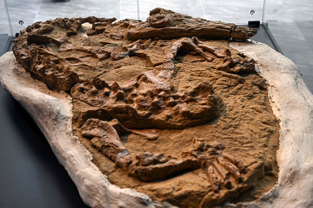 A 10-million-year-old fossil of a juvenile Cenozoic crocodile of the genus Piscogavialis is unveiled in Lima on November 27, 2024. — AFP pic