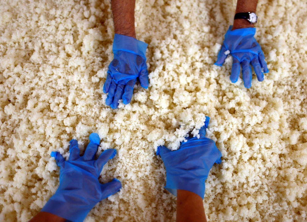 Brewers prepare rice on a table to make Koji mould, an important ingredient used in brewing sake, a traditional Japanese rice wine, at Ishikawa Shuzou, or Ishikawa Brewery, in Fussa, western portion of Tokyo, November 25, 2024. — Reuters pic