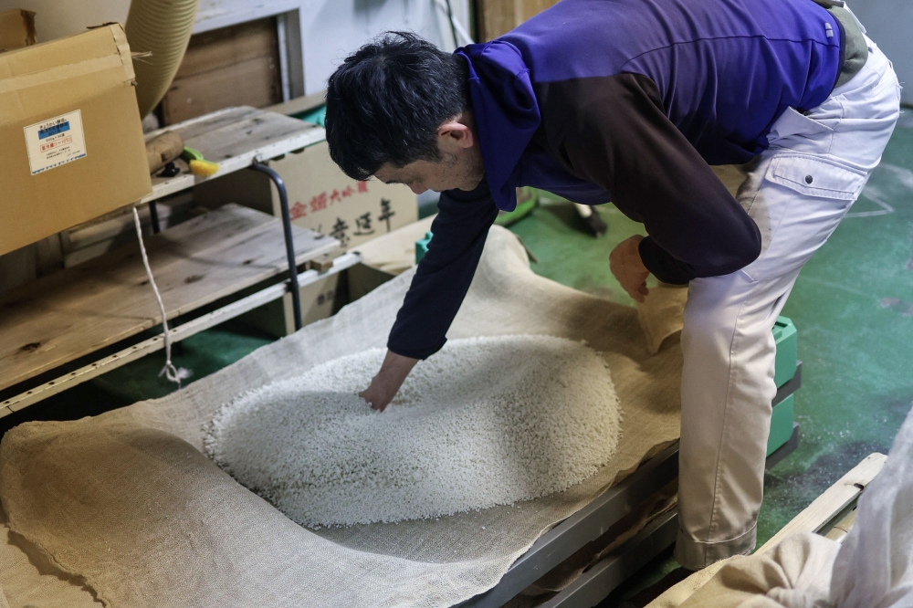 A brewer looks at polished rice at the Toshimaya Shuzo sake brewery in Tokyo on December 4, 2024.  — AFP pic