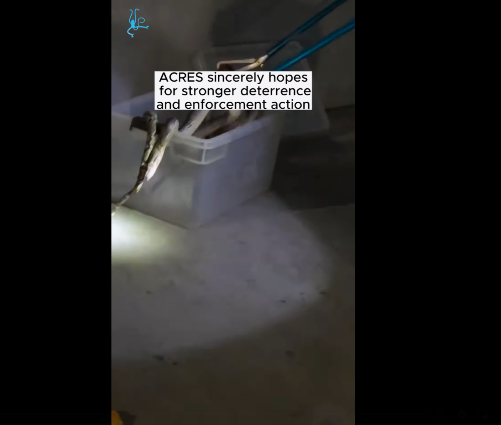 Steam could be seen coming off the burnt python that was later put in a plastic box . — Screenshot of video from Facebook/ACRES: Animal Concerns Research and Education Society 