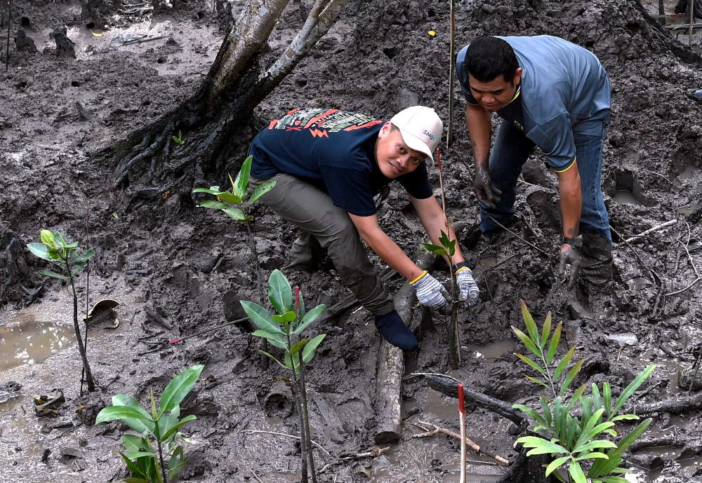 Natural Resources and Environmental Sustainability Minister Nik Nazmi Nik Ahmad (left) plants a bakau tree seedling during the Rakan Bumi Initiative for Mangrove Planting Programme 2024 in Mangrove Point, Port Klang May 12, 2024. — Bernama pic