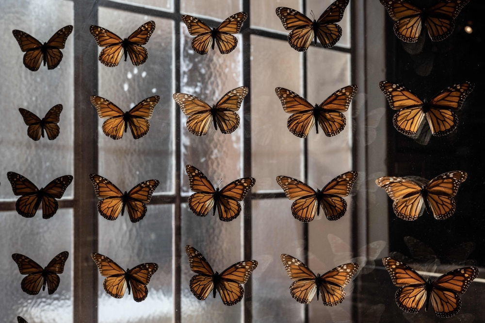  A collection of preserved Monarch butterflies at the Pacific Grove Museum of Natural History in Santa Cruz, California, on January 26, 2023. The US is moving to grant federal protections to the monarch butterfly — a once-common species recognizable by its striking black and orange patterns that has faced a dramatic population decline in recent decades. — AFP pic