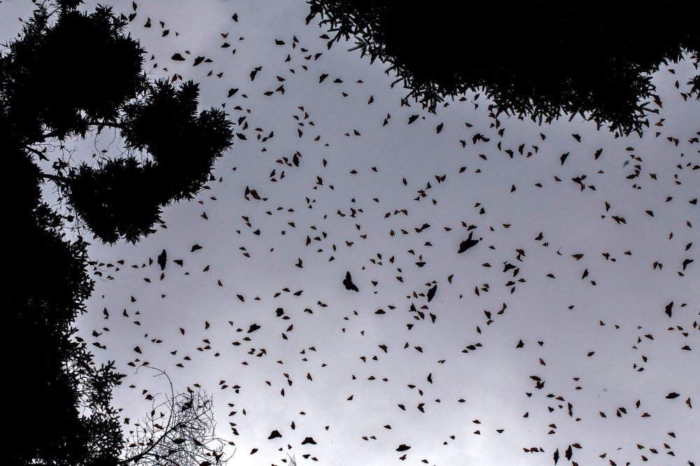 Monarch butterflies (Danaus plexippus) at the oyamel firs (Abies religiosa) forest, in Ocampo municipality, Michoacan State in Mexico on December 19, 2016. — AFP pic