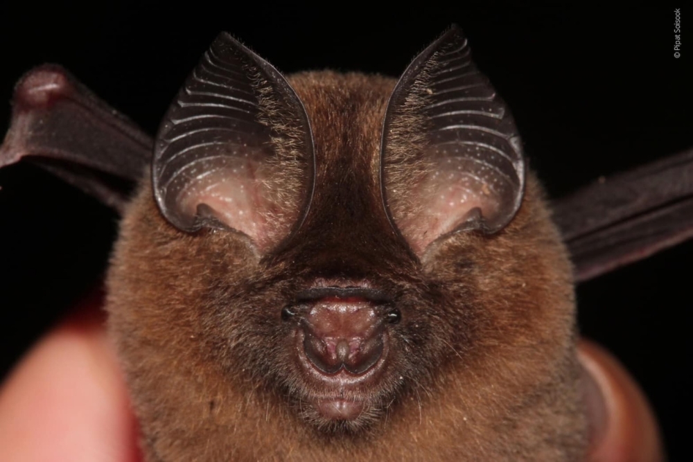 Leaf-nosed bat has been documented at two sites in peninsular Thailand, one in peninsular Malaysia and two in Sabah. — Picture courtesy of WWF