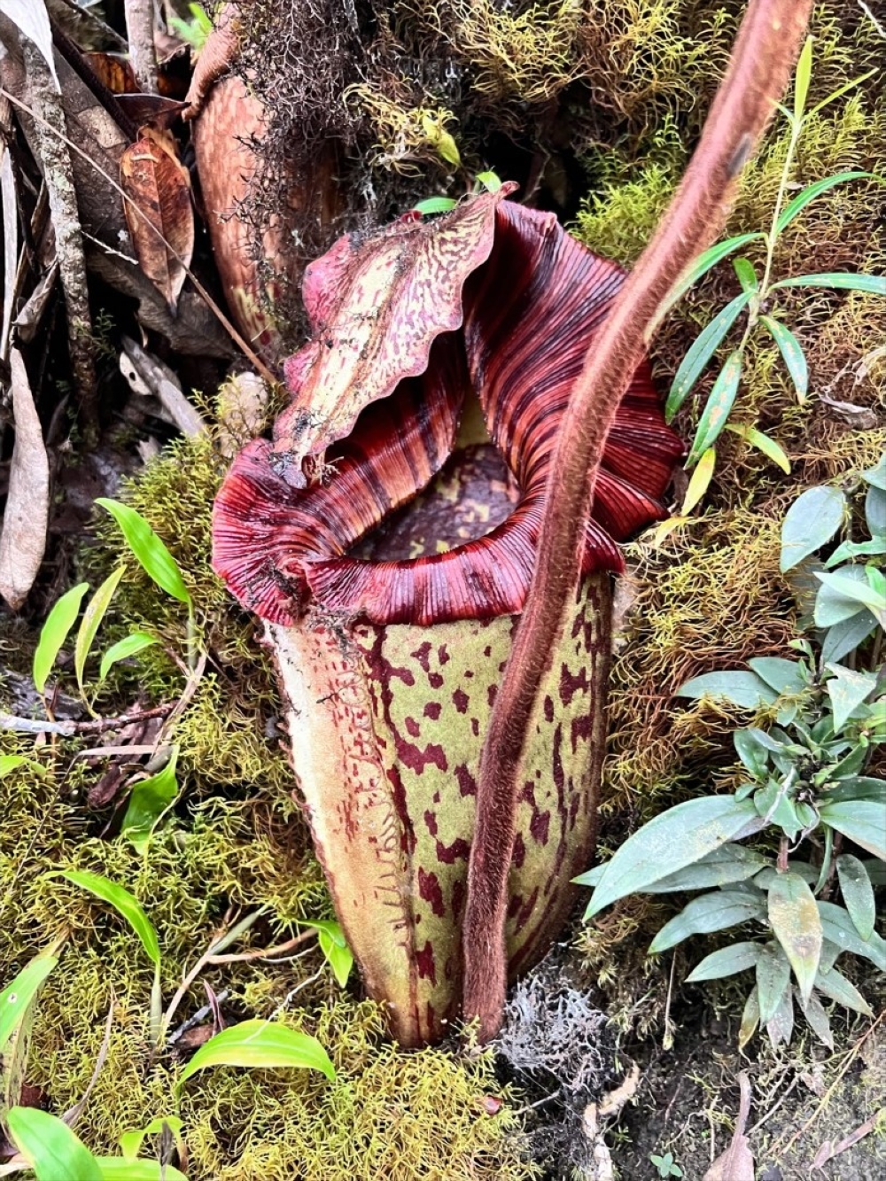 The giant pitcher plant. — The Borneo Post pic