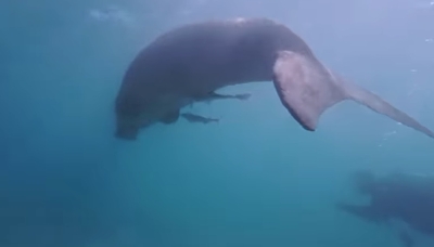 Rare dugong sighting near Mabul Island in Sabah excites local conservationists, sparks calls for marine protection (VIDEO)