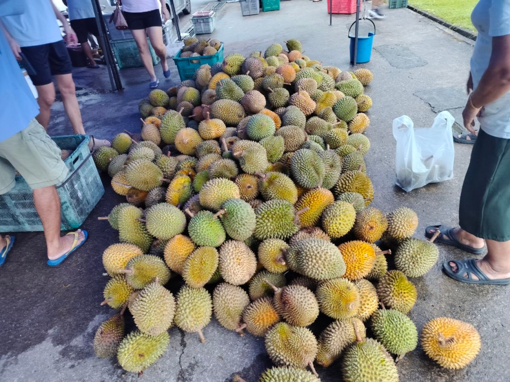 Photo shows a big pile of ‘Kampung’ durians on the floor at Yung Yung, where customers can pick and choose for themselves. — The Borneo Post pic