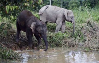 Endangered pygmy elephant found dead in Lahad Datu, investigation underway, says wildlife officer