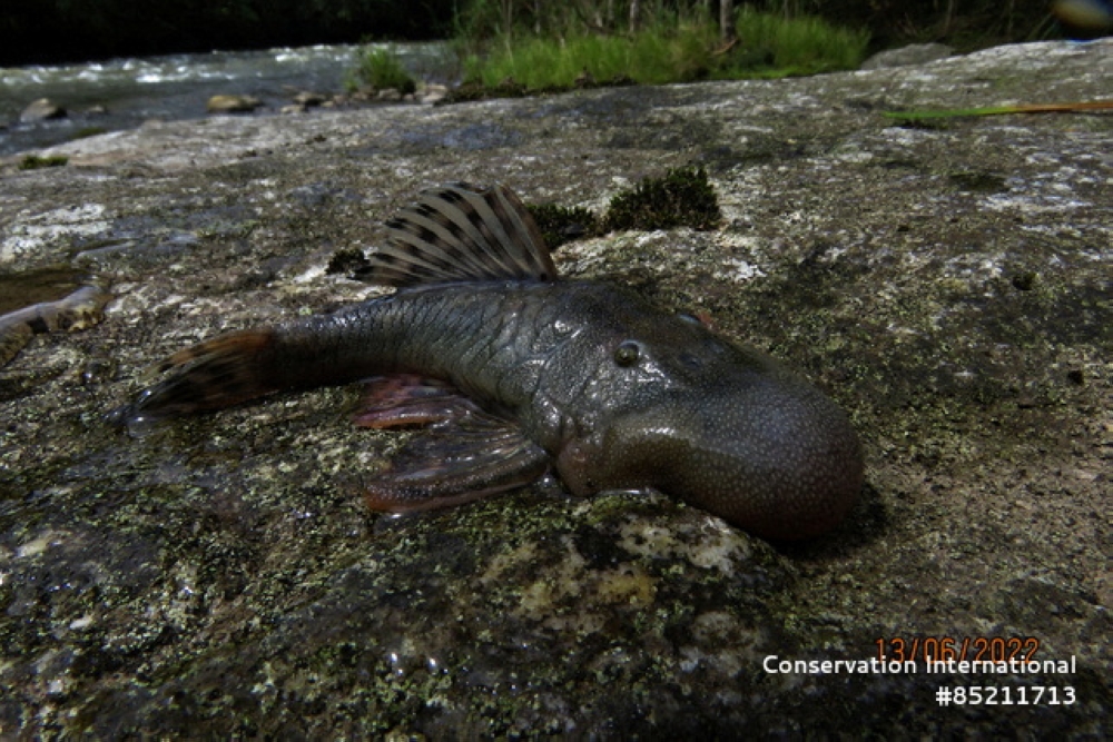 A ‘blob-headed’ fish (Chaetostoma sp.) specimen. — Reuters pic/Conservation International/Robinson Olivera