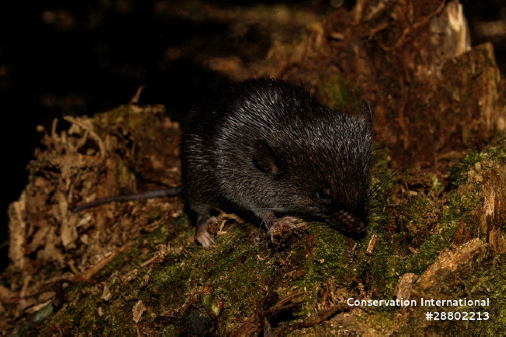 A specimen of spiny mouse (Scolomys sp.). — Reuters pic/Conservation International/Ronald Diaz