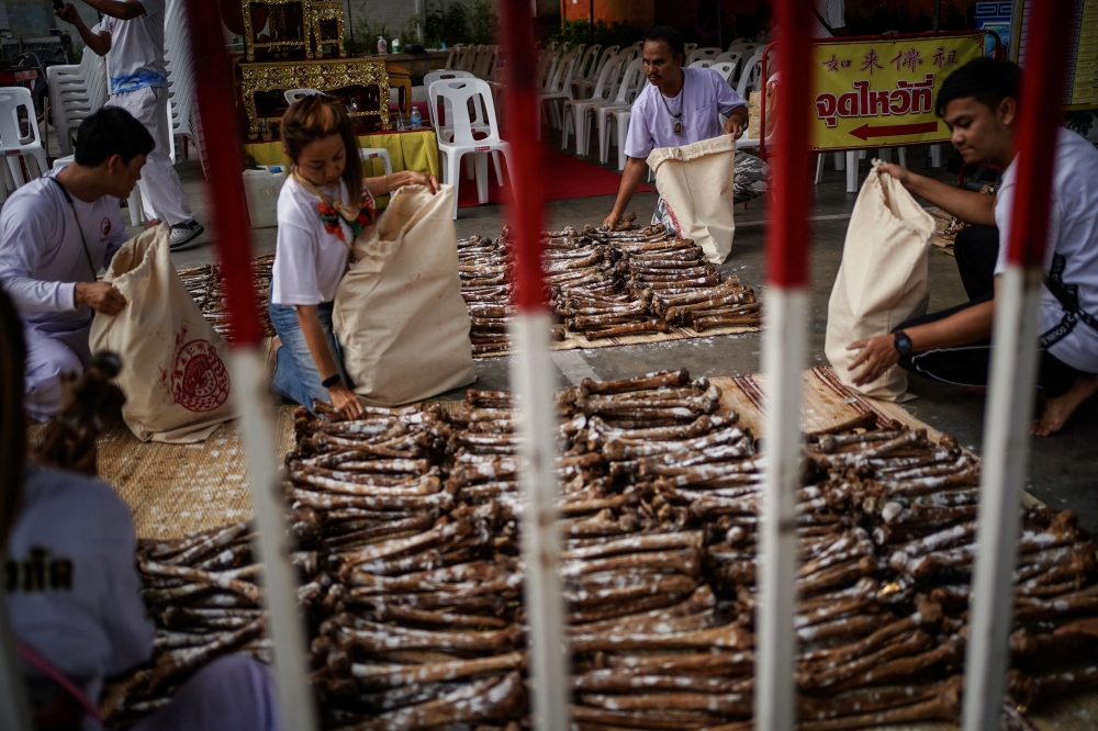 Volunteers collect human skeletons inside fabric bags after they were cleaned with holy water known as ‘tea water’ and then dried. — Reuters