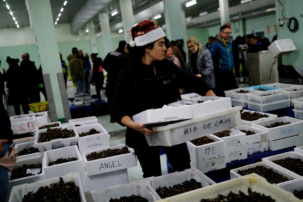 Fetching up to 200 euros (RM933) per kilogramme during the holiday season, the gooseneck barnacle from the Galicia region has long been treasured by Spaniards for both its flavour and difficulty to harvest. — Reuters pic