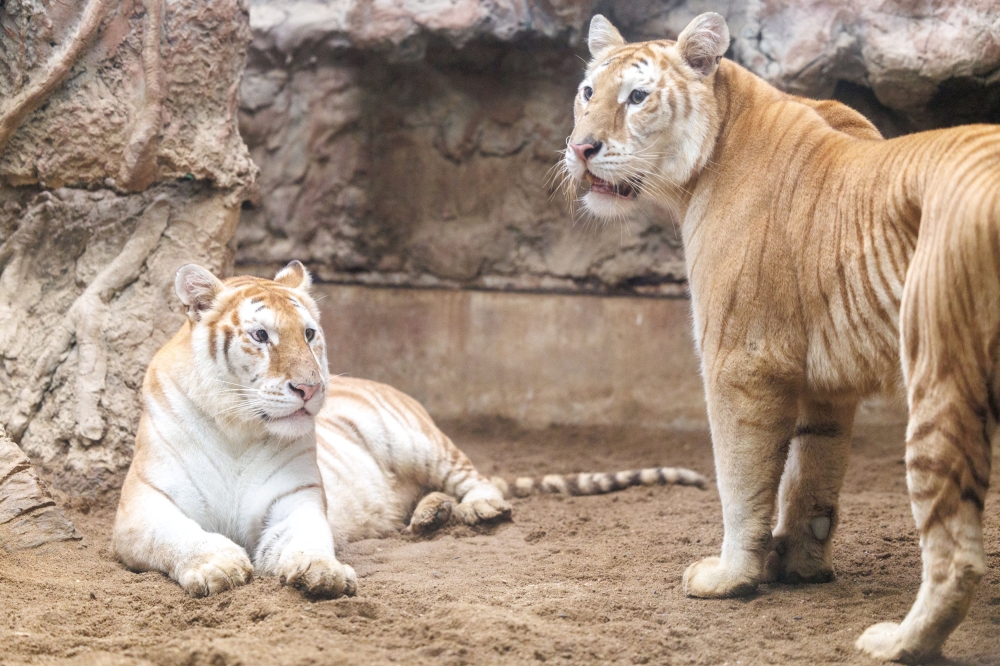 Bengal tigers Ava and Luna, made their debut at Chiang Mai’s Night Safari in June. — Reuters pic