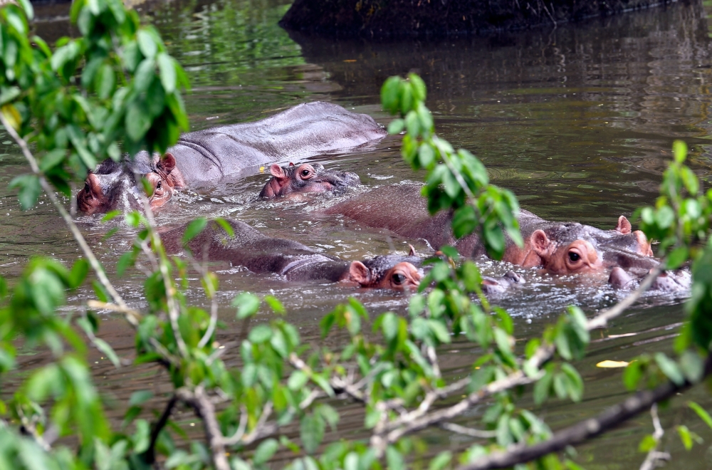 The antics of the Nile hippopotamus family, scientifically known as Hippopotamus amphibius, are a big draw for visitors to Taiping Zoo and Night Safari. — Bernama pic