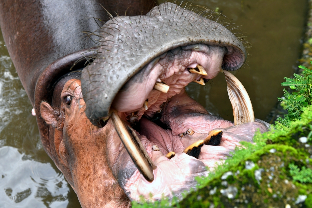 Muhammad Shahrul Izwan said that while managing the mammals is not difficult, all tasks must be done carefully, especially when cleaning around the pond, as hippos are aggressive animals and can be fast. — Bernama pic