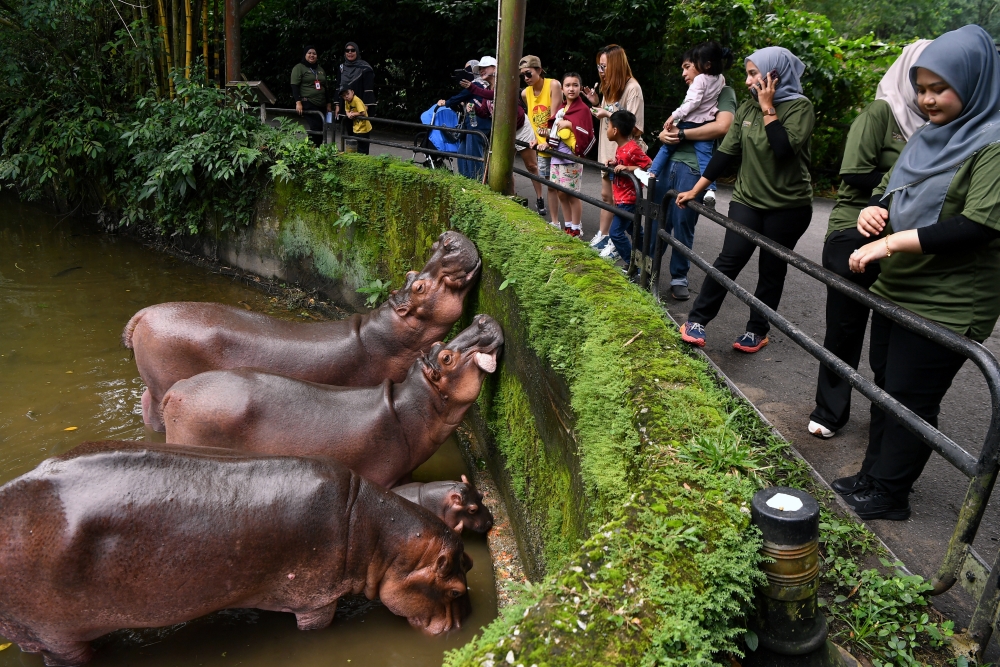 Visitors get a closer look at the Nile hippopotamus at Taiping Zoo. — Bernama pic